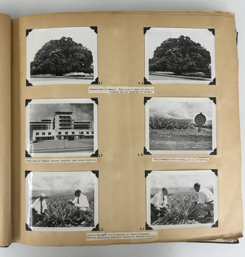 Pineapple production in Hawaii