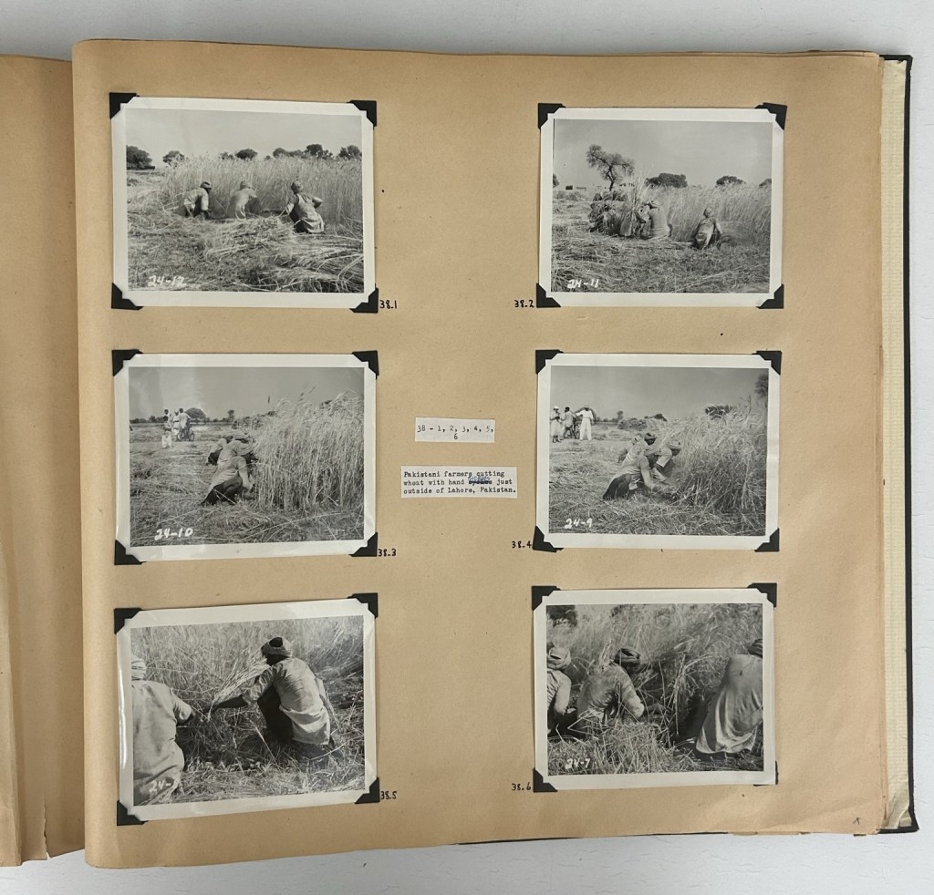Wheat harvesting, Lahore, Pakistan